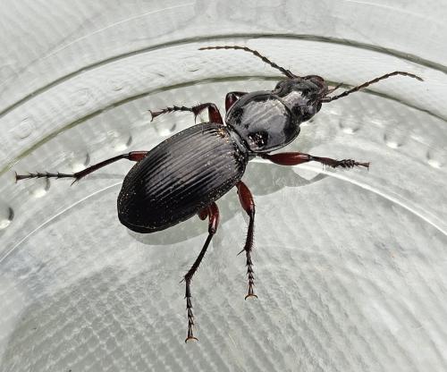 Pterostichus madidus